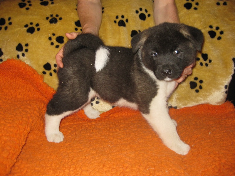 Puppies